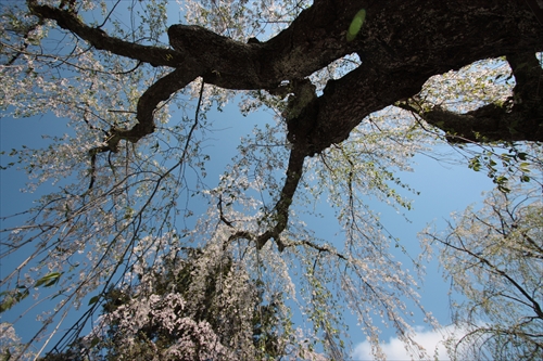 f:id:mifasorashido:20130512212221j:image