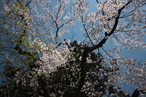 f:id:mifasorashido:20130512212225j:image