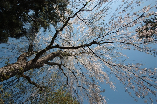 f:id:mifasorashido:20130512212228j:image