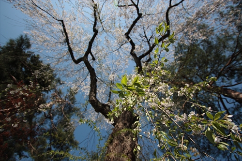 f:id:mifasorashido:20130512212244j:image