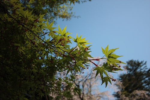 f:id:mifasorashido:20130512212248j:image