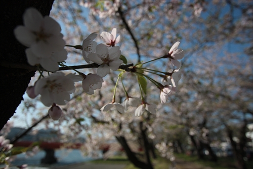 f:id:mifasorashido:20130512212325j:image