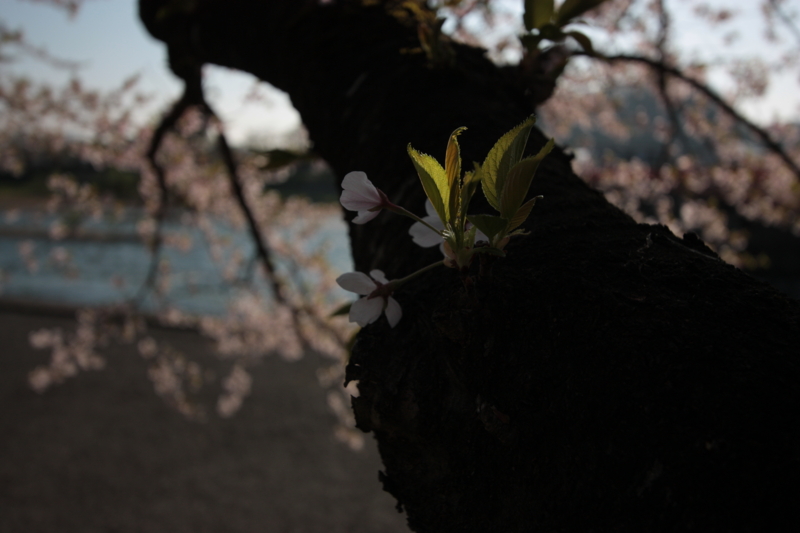 f:id:mifasorashido:20130512212329j:image