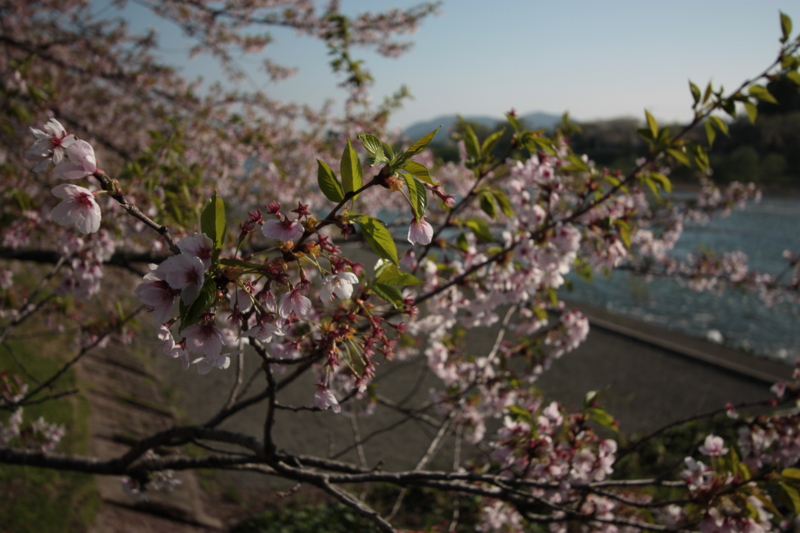 f:id:mifasorashido:20130512212333j:image