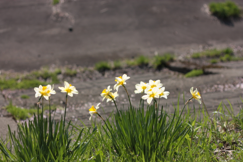 f:id:mifasorashido:20130512212347j:image