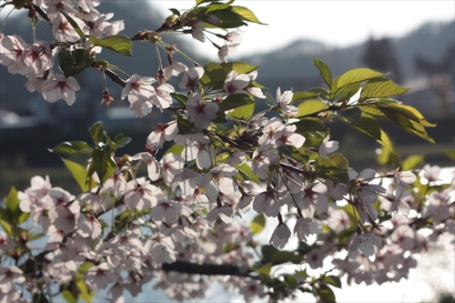 f:id:mifasorashido:20130512220203j:image