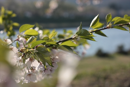 f:id:mifasorashido:20130512220204j:image