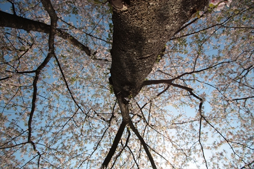 f:id:mifasorashido:20130512220206j:image