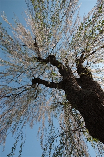 f:id:mifasorashido:20130512220216j:image