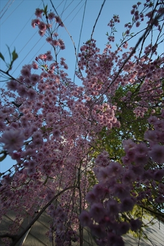 f:id:mifasorashido:20130512220221j:image