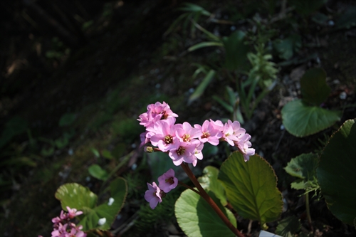 f:id:mifasorashido:20130512220227j:image