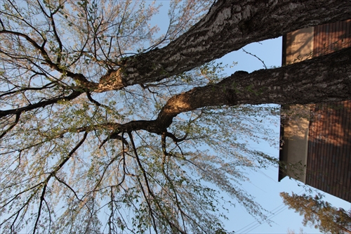 f:id:mifasorashido:20130512220240j:image