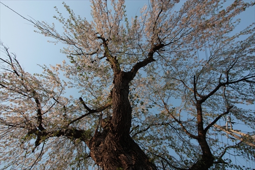 f:id:mifasorashido:20130512220251j:image