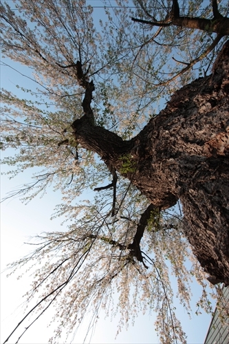 f:id:mifasorashido:20130512220252j:image