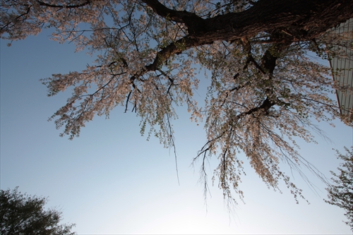 f:id:mifasorashido:20130512220253j:image