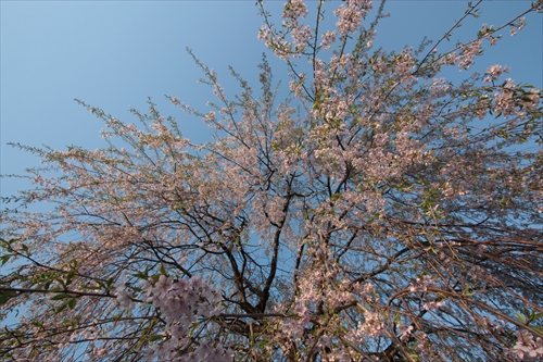 f:id:mifasorashido:20130512220257j:image