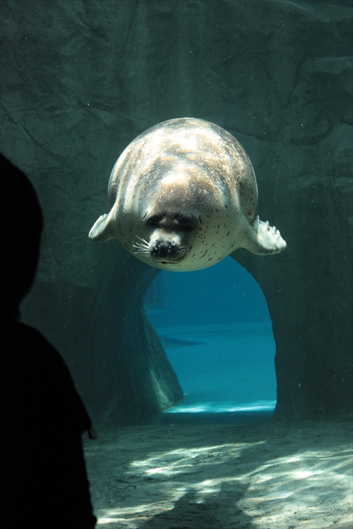 f:id:mifasorashido:20130517224320j:image f:id:mifasorashido:20130517224320j:image