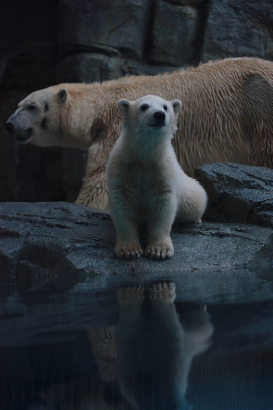 f:id:mifasorashido:20130531212623j:image f:id:mifasorashido:20130531212623j:image