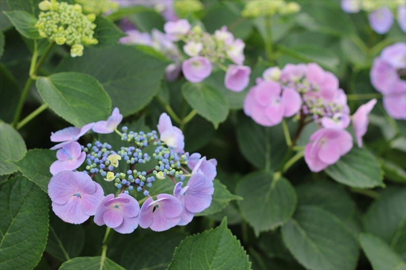 f:id:mifasorashido:20140624215405j:image f:id:mifasorashido:20140624215405j:image