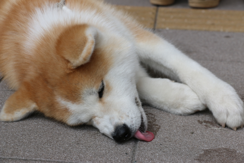 f:id:mifasorashido:20140720210326j:image f:id:mifasorashido:20140720210326j:image