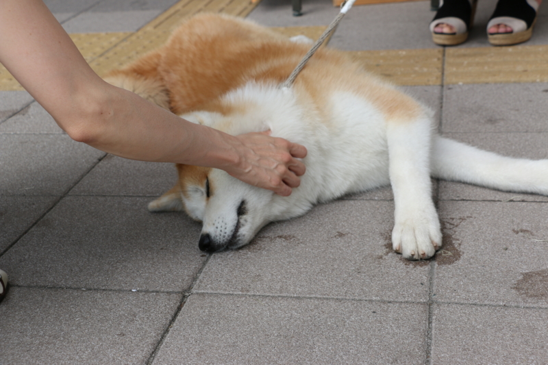 f:id:mifasorashido:20140720210332j:image f:id:mifasorashido:20140720210332j:image