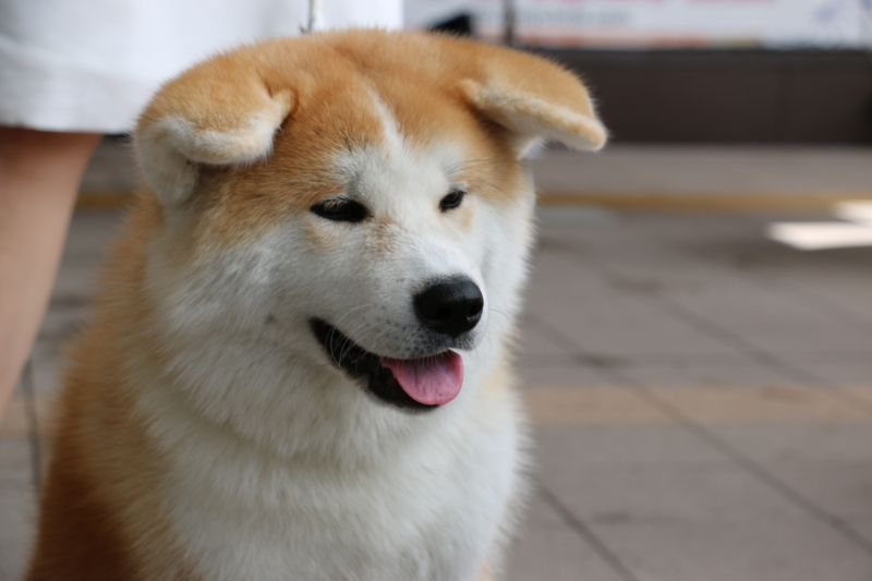 f:id:mifasorashido:20140720210344j:image f:id:mifasorashido:20140720210344j:image