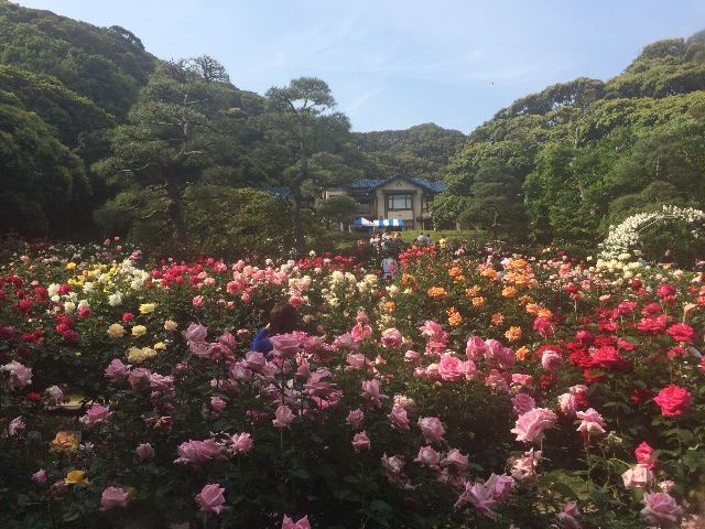 f:id:mignon216:20150523014335j:image f:id:mignon216:20150523014335j:image