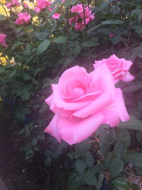 f:id:mignon216:20150523014941j:image f:id:mignon216:20150523014941j:image