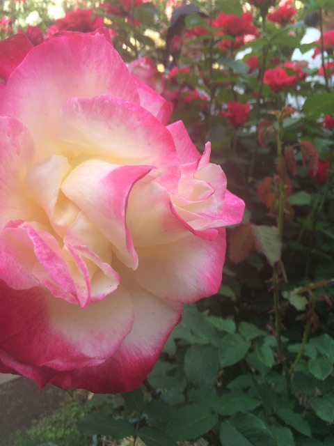 f:id:mignon216:20150523015006j:image f:id:mignon216:20150523015006j:image