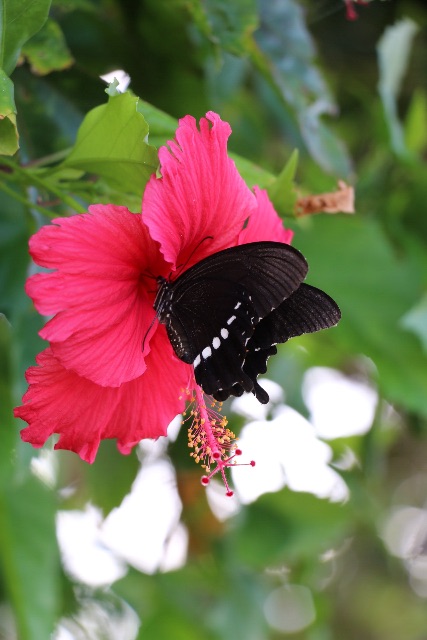 f:id:mignon216:20150619003206j:image f:id:mignon216:20150619003206j:image
