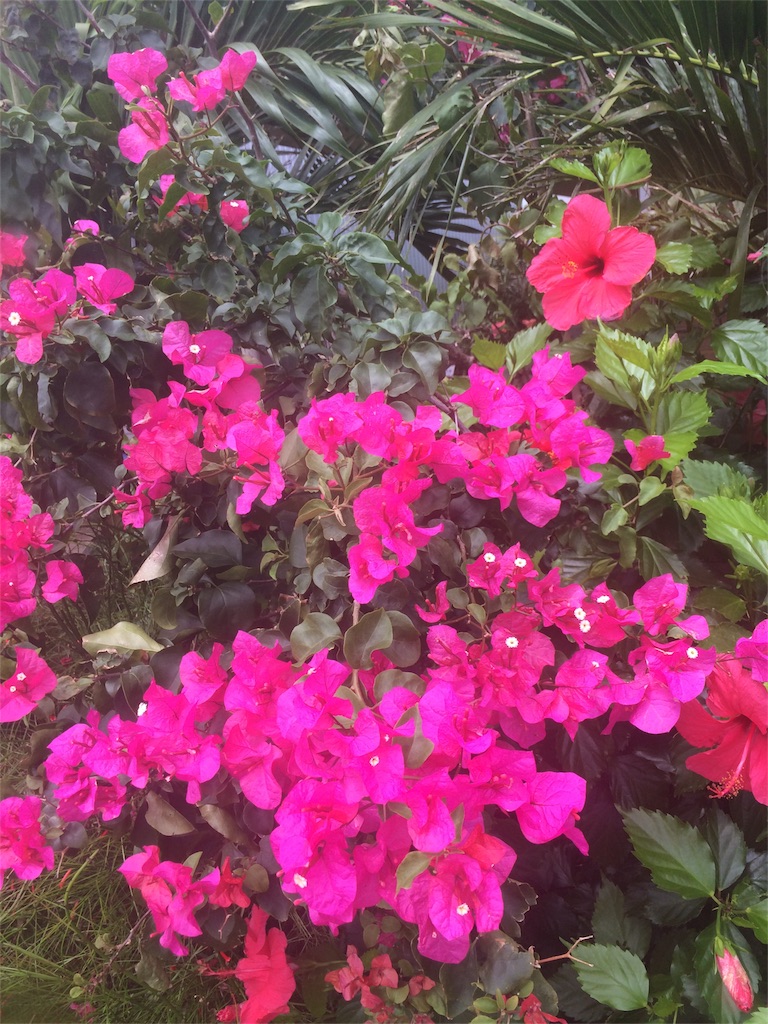 f:id:mignon216:20160406094628j:image f:id:mignon216:20160406094628j:image