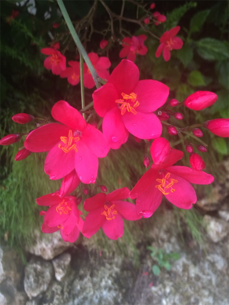 f:id:mignon216:20160426120706j:image f:id:mignon216:20160426120706j:image