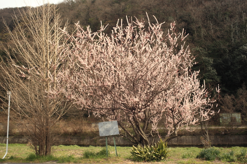 f:id:miharaseihyou:20120326144805j:image f:id:miharaseihyou:20120326144805j:image