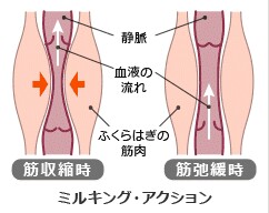 f:id:mihomoriyama:20150822120832j:image f:id:mihomoriyama:20150822120832j:image