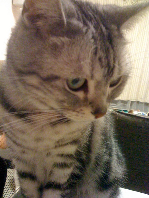 f:id:mijumama:20110513200628j:image:w360 f:id:mijumama:20110513200628j:image:w360