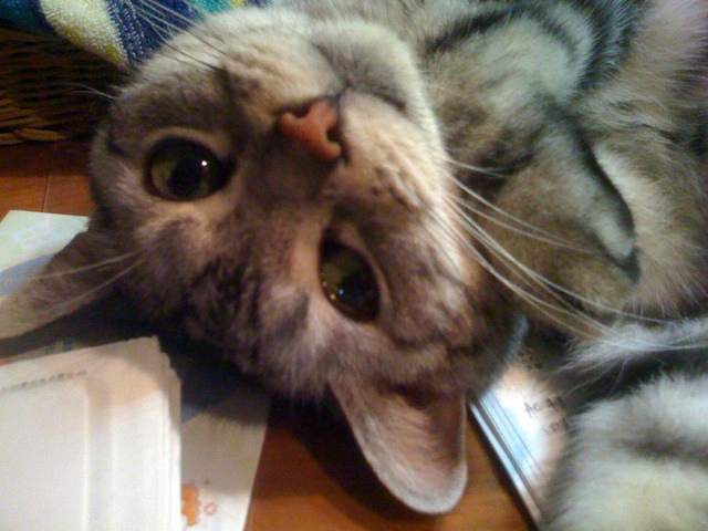 f:id:mijumama:20110809001433j:image:w360 f:id:mijumama:20110809001433j:image:w360