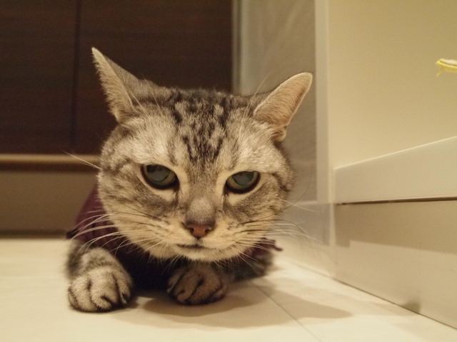 f:id:mijumama:20111017120540j:image:w360 f:id:mijumama:20111017120540j:image:w360