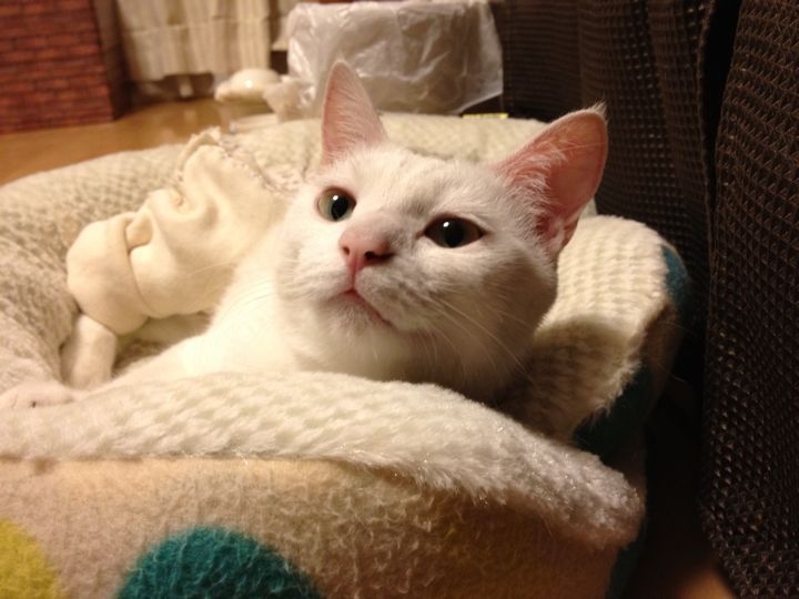 f:id:mijumama:20120526002926j:image f:id:mijumama:20120526002926j:image