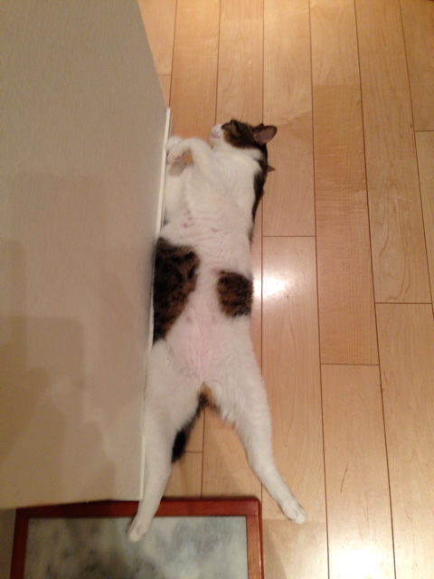 f:id:mijumama:20130712101255j:plain f:id:mijumama:20130712101255j:plain