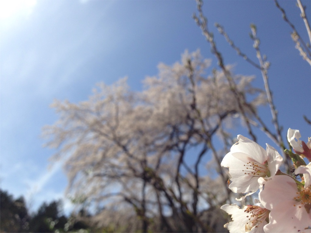 f:id:mika-shimosawa:20160409152619j:image f:id:mika-shimosawa:20160409152619j:image