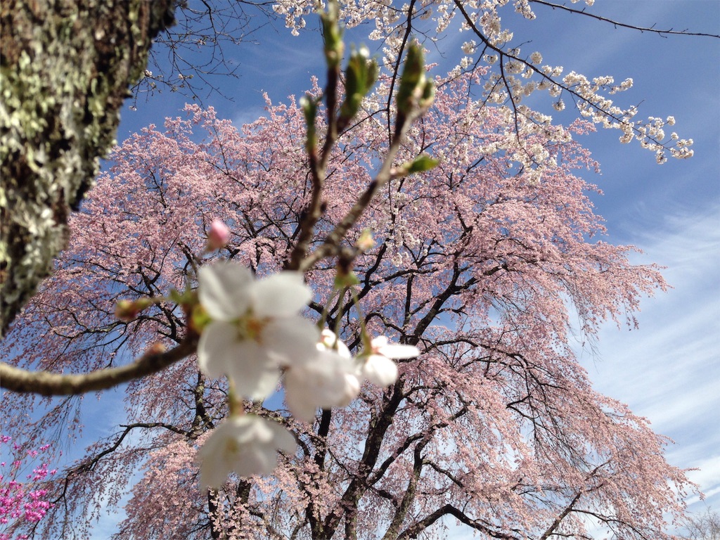 f:id:mika-shimosawa:20160409152748j:image f:id:mika-shimosawa:20160409152748j:image