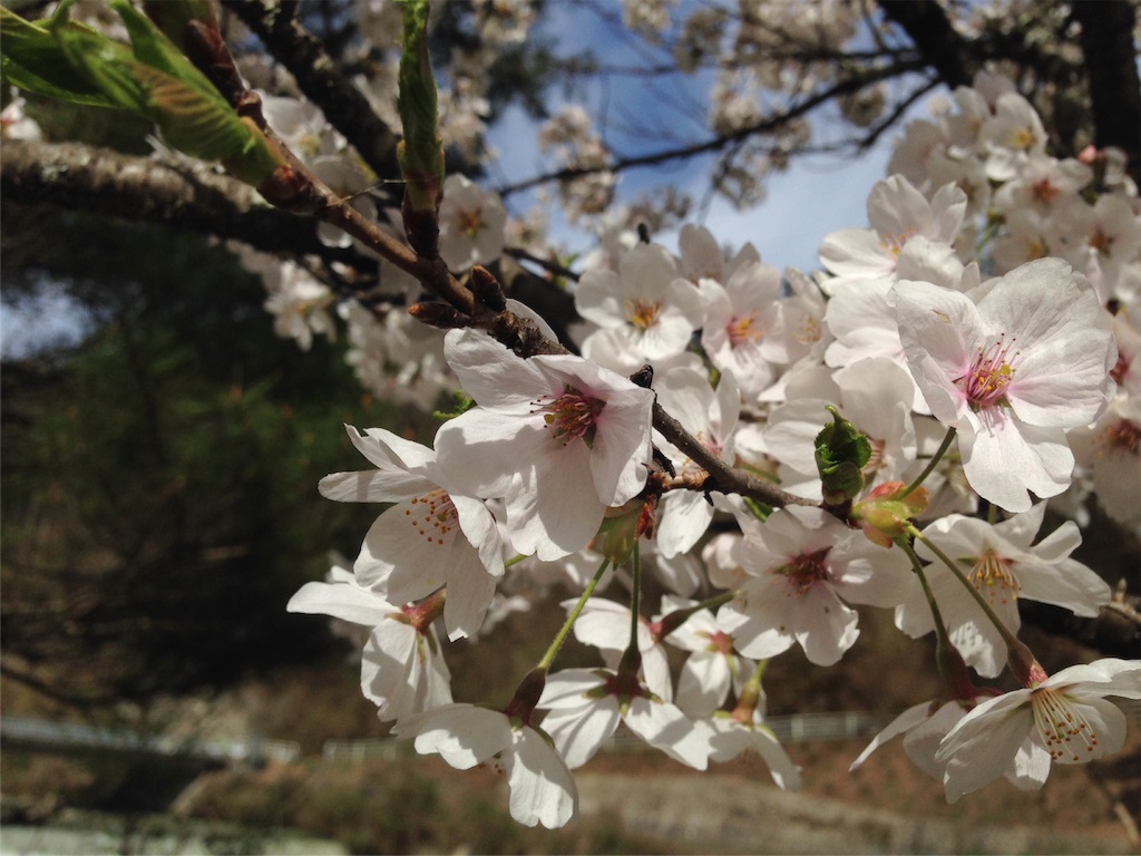 f:id:mika-shimosawa:20160409153008j:image f:id:mika-shimosawa:20160409153008j:image