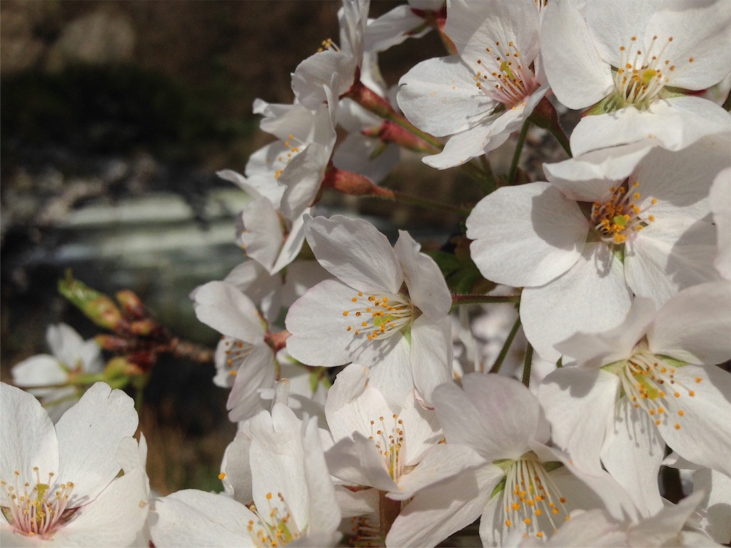 f:id:mika-shimosawa:20160409153030j:image f:id:mika-shimosawa:20160409153030j:image