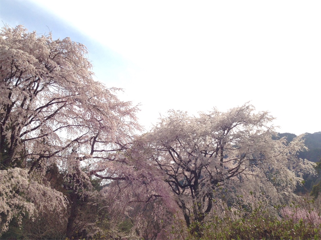 f:id:mika-shimosawa:20160409153308j:image f:id:mika-shimosawa:20160409153308j:image