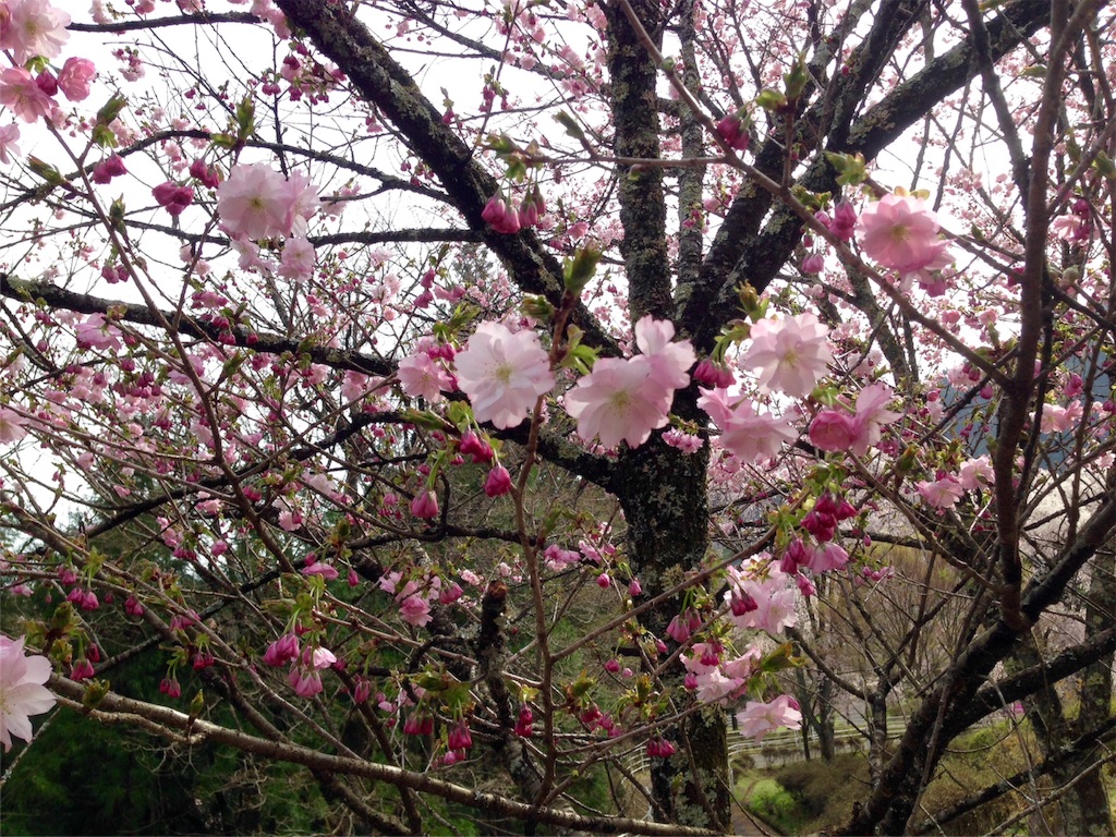 f:id:mika-shimosawa:20160409153341j:image f:id:mika-shimosawa:20160409153341j:image