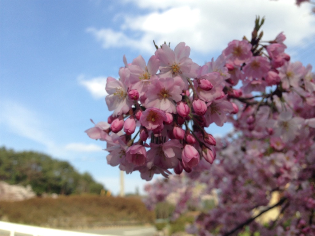 f:id:mika-shimosawa:20160417153929j:image f:id:mika-shimosawa:20160417153929j:image