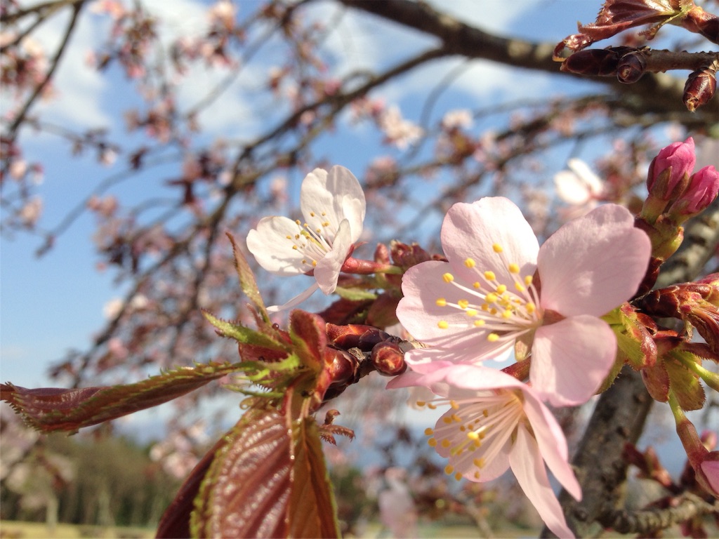 f:id:mika-shimosawa:20160417154356j:image f:id:mika-shimosawa:20160417154356j:image
