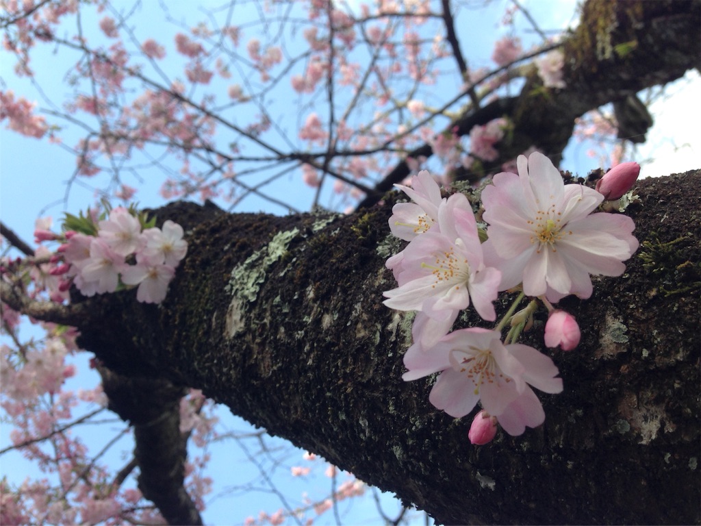 f:id:mika-shimosawa:20160417154439j:image f:id:mika-shimosawa:20160417154439j:image