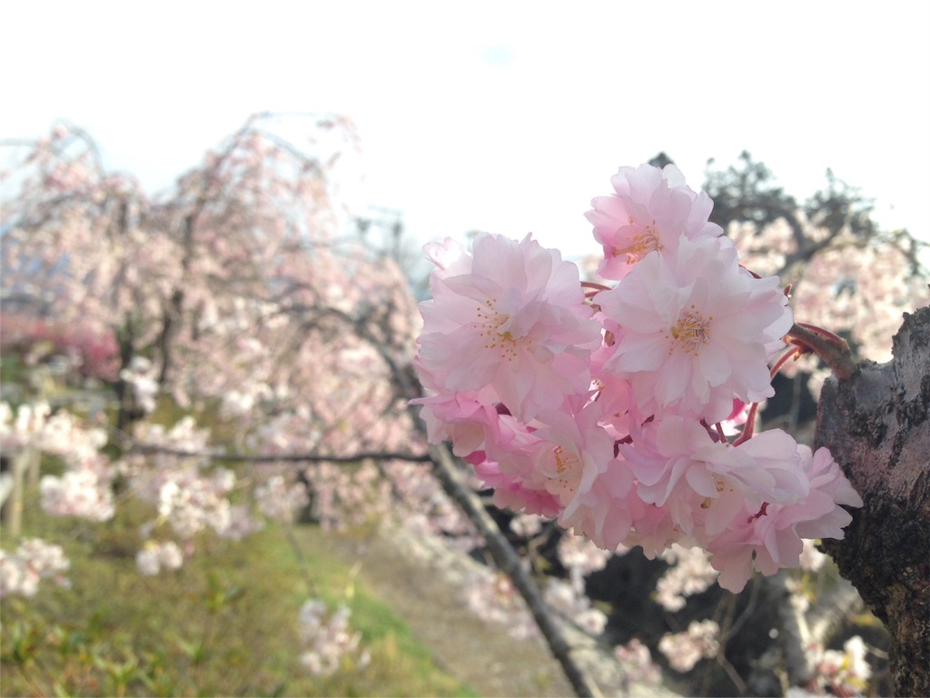 f:id:mika-shimosawa:20160417154523j:image f:id:mika-shimosawa:20160417154523j:image