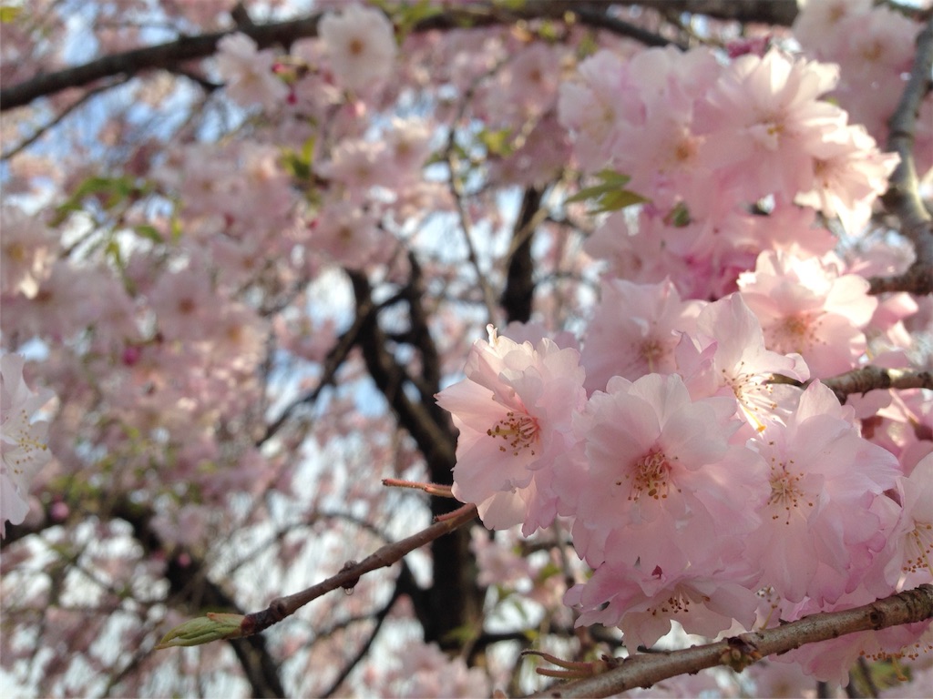f:id:mika-shimosawa:20160417154608j:image f:id:mika-shimosawa:20160417154608j:image